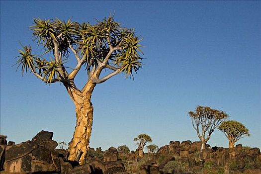 抖树,二歧芦荟,基特曼斯胡普,纳米比亚,非洲