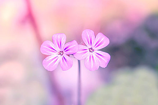 野花,紫色