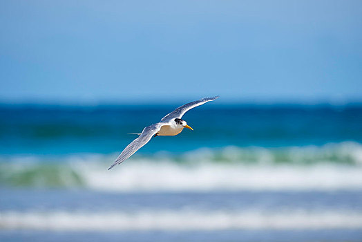 燕鸥,飞行,威尔逊-普勒蒙特利国家公园,维多利亚,澳大利亚