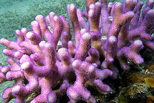 珊瑚礁,粉色,手指,珊瑚,热带,海洋,水下