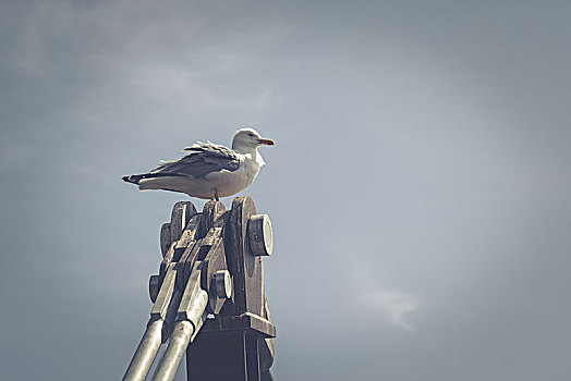 海鸥,坐,柱子,吊桥,直布罗陀