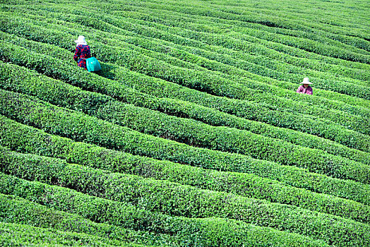 南京江宁茶场风光