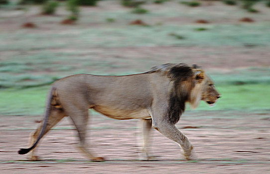 狮子,雄性,下雨,季节,绿色,环境,卡拉哈里沙漠,卡拉哈迪大羚羊国家公园,南非,非洲