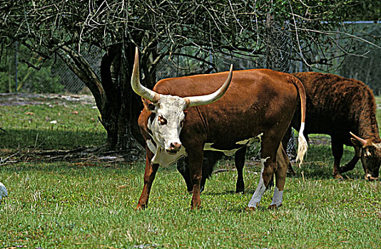长角牛,母牛,牛,美国