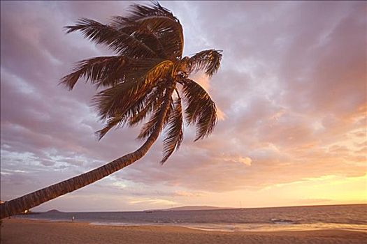 夏威夷,毛伊岛,棕榈树,上方,海滩,日落