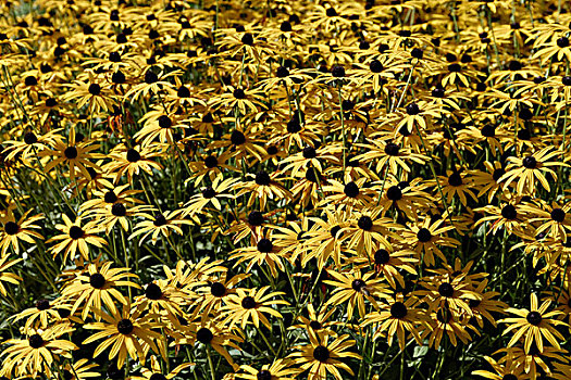 黄色,金花菊,黑眼苏珊花,花园,展示,巴登符腾堡,德国,欧洲