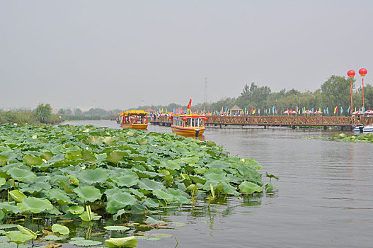 中国•淮阳荷花节