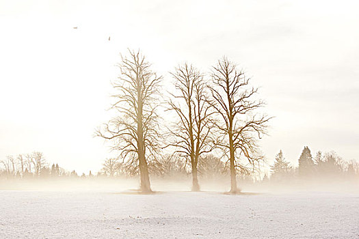 三个,树,站立,围绕,雪中,雾,黄昏,冬天,亮光,斯特拉斯克莱德,公园,格拉斯哥,苏格兰