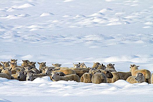 绵羊,大雪,旁侧,公路,中心,奥塔哥,南岛,新西兰