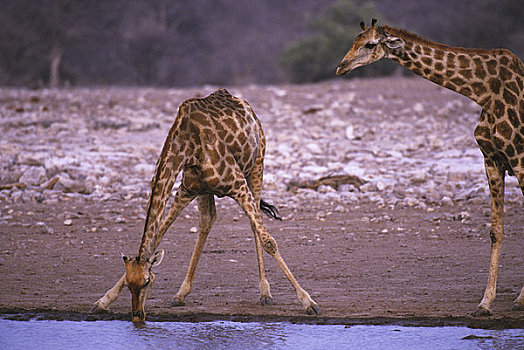 纳米比亚,埃托沙国家公园,长颈鹿,水潭,喝