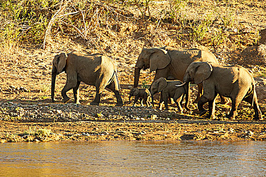 非洲,灌木,大象,小,牧群,幼兽,雄性动物,克鲁格国家公园,南非