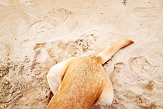 狗,沙滩