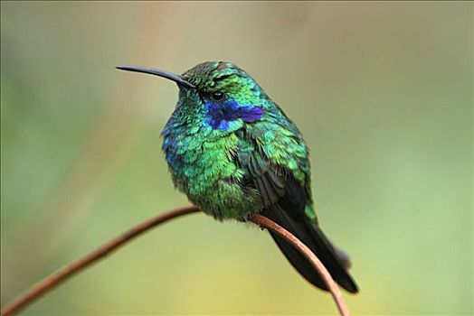 绿紫耳蜂鸟,蜂鸟,栖息,枝头,哥斯达黎加