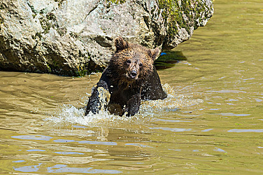 欧洲,棕熊,幼兽,跑,水,水塘,巴伐利亚,德国