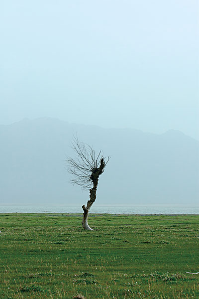 庐山西海孤独的树图片
