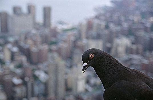 鸽子,高处,纽约