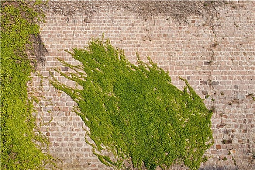 常春藤,攀缘植物,城堡,墙壁