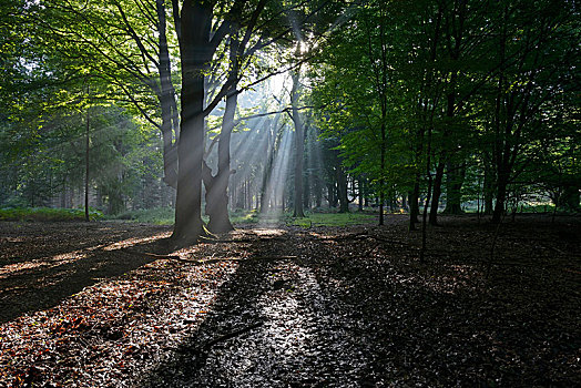 太阳光线,树林,自然保护区,靠近,下萨克森,德国,欧洲
