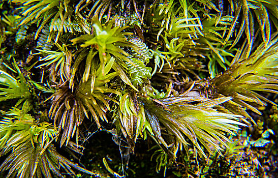 苔藓植被微距生态绿植泥炭藓