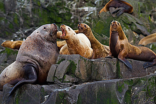 海狮,雌性,吠叫,大,雄性,室外,岩石上,威廉王子湾,阿拉斯加,夏天