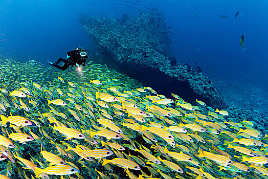 潜水,大,鱼群,鱼,鲷鱼,四带笛鲷,印度洋,马尔代夫,亚洲
