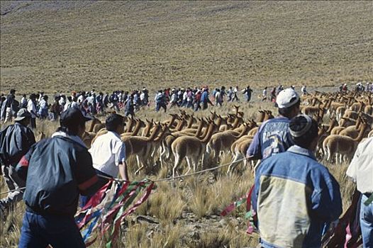 小羊驼,每年,利润,贵重,毛织品,南美大草原,自然保护区,秘鲁