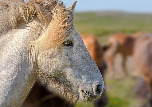 白色,冰岛马,头像,风,吹,鬃毛,冰岛,欧洲