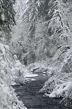 溪流,通过,积雪,树林,银,银色瀑布州立公园,俄勒冈,美国