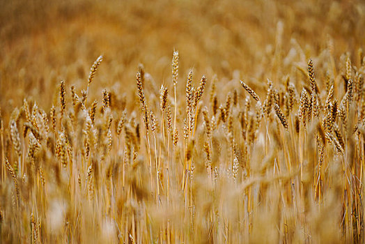 小麥,地點