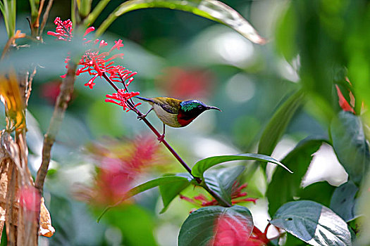 红筒花上吸花蜜的小鸟