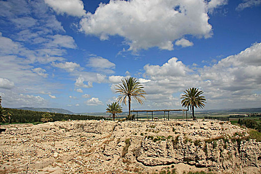棕榈树,遗迹,山谷,加利利地区,以色列