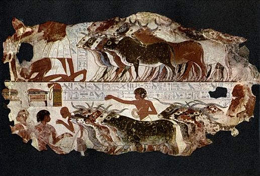 牧群,牛,时间,第十八王朝,埃及