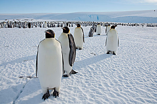 帝企鹅,生物群,湾,东方,南极