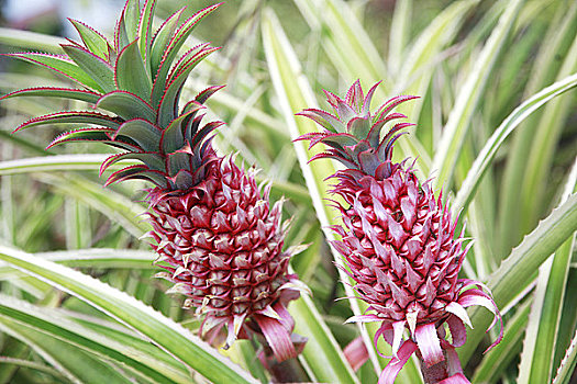 夏威夷,瓦胡岛,特写,两个,粉色,菠萝,农场