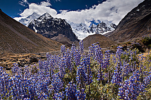 紫罗兰,堇菜科,顶峰,山脉,安第斯山脉,秘鲁,南美