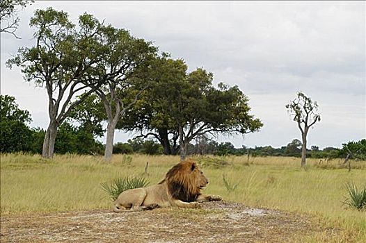 狮子,休息,树林,奥卡万戈三角洲,博茨瓦纳