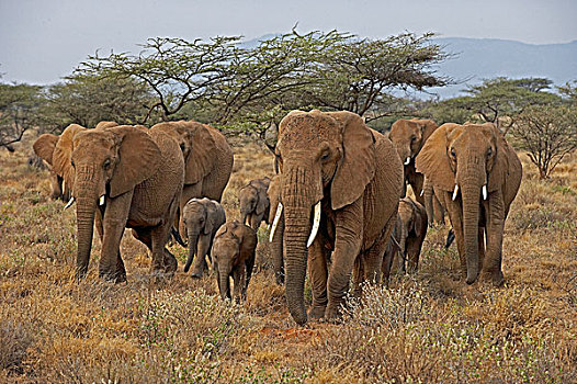 非洲象,热带草原,马赛马拉,公园,肯尼亚