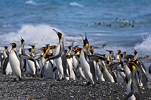 帝企鹅,海滩,索尔兹伯里平原,南乔治亚,南极