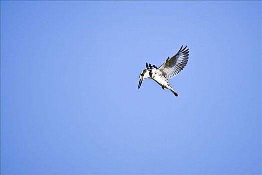 翠鸟,飞行,奥卡万戈三角洲,博茨瓦纳,非洲