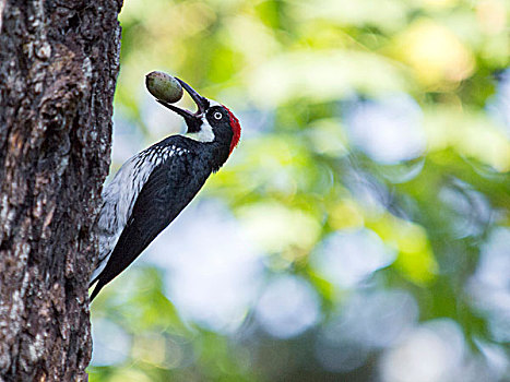啄木鸟,树林,加利福尼亚,美国