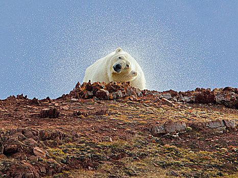 峡湾,挪威,北极熊,抖动,游泳