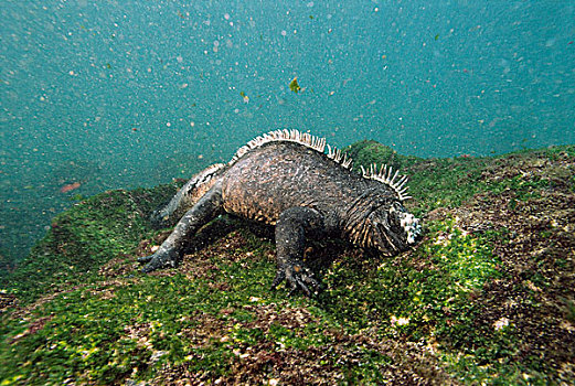 海鬣蜥,藻类,水下,费尔南迪纳岛,加拉帕戈斯群岛,厄瓜多尔