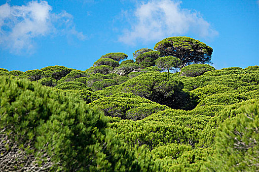 松树,公园,自然,哥斯达黎加,安达卢西亚,西班牙,欧洲