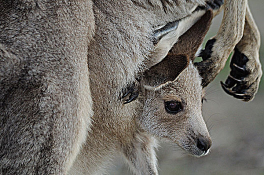 西部灰袋鼠,母兽,幼兽,国家公园,澳洲南部,澳大利亚