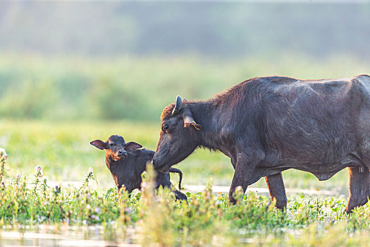 清晨在沼泽地行走觅食的水牛家族