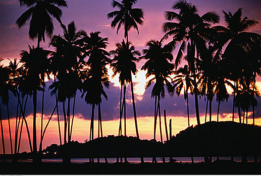 剪影,棕榈树,黄昏,西海岸,兰卡威,马来西亚