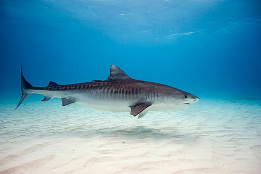虎鲨,鼬鲨,巴哈马,中美洲