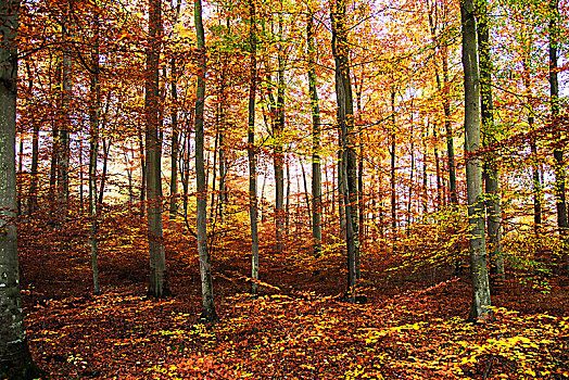 秋日树林,德国,彩色,叶子
