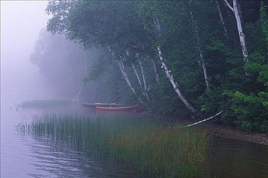 独木舟,湖,靠近,树,雾,水獭,安大略省,加拿大