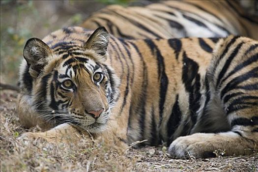 孟加拉虎,虎,幼小,女性,班德哈维夫国家公园,中央邦,印度